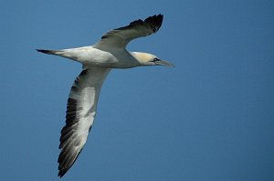 Gannet, Northern, 2010-01115029b New Smyrna Beach Dunes Park, FL